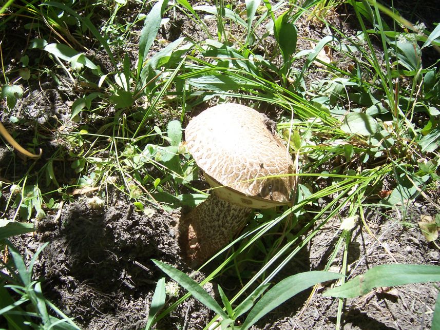 Mushroom
Keywords: mushroom