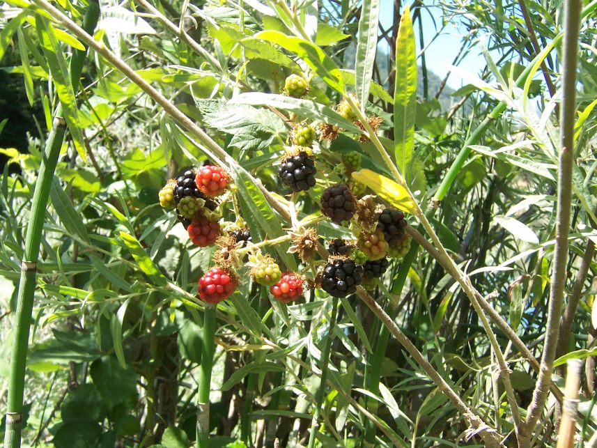 Blackberries
Keywords: blackberries Ruck-A-Chucky