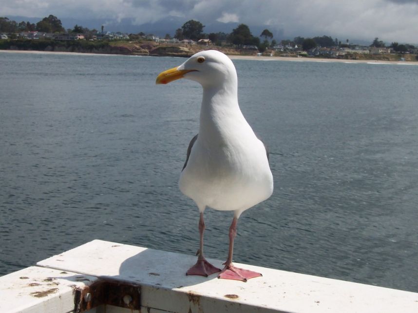Seagull
Keywords: seagull