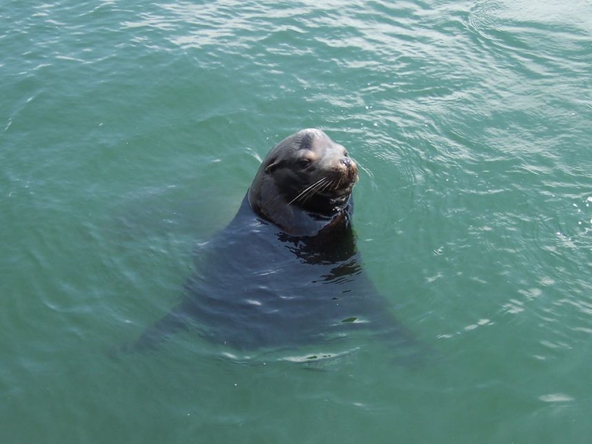 Sea Lion
Keywords: seal sea lion