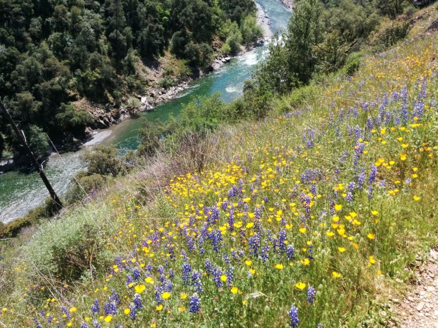 Keywords: Stevens Trail wildflowers