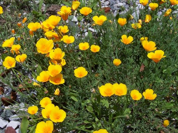 California Poppies
This is a picture of California Poppies taken in June at Butano State Park.
Keywords: California Poppies flowers