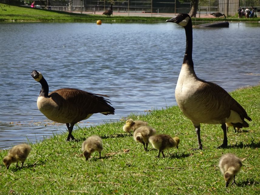 Keywords: Canadian geese