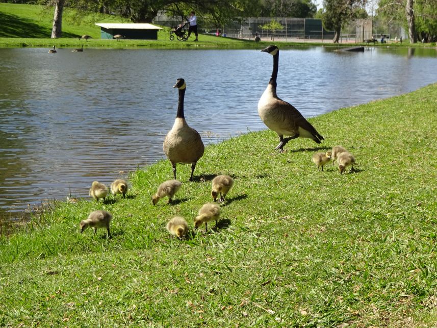 Canadian Geese
Keywords: Canadian geese