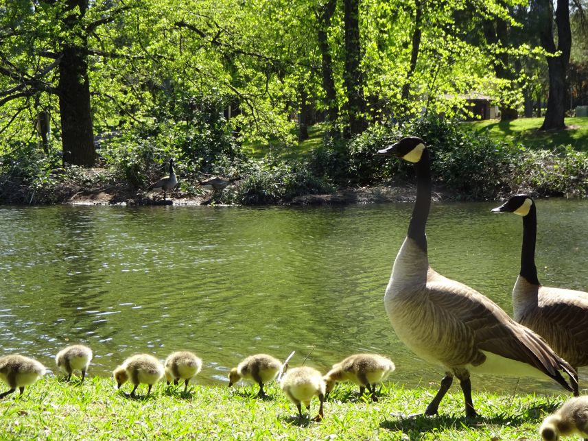 Keywords: Canadian geese