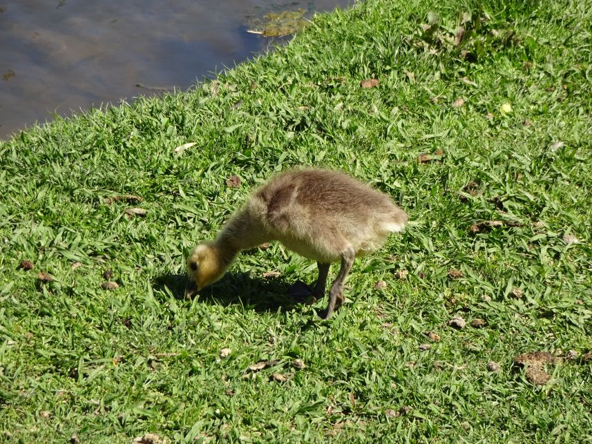 Keywords: Canadian geese