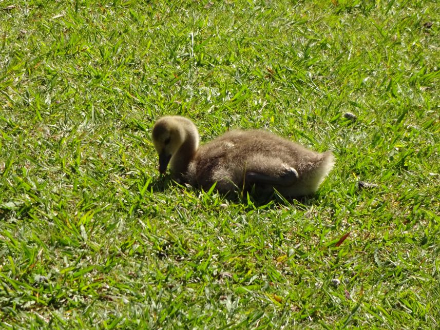 Keywords: Canadian geese