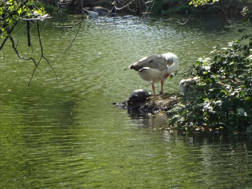 Keywords: turtle