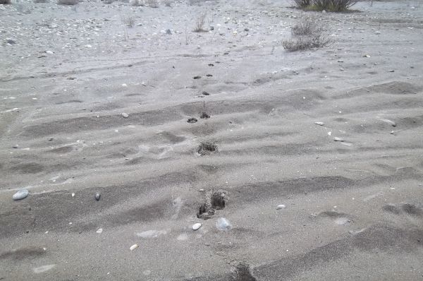 Mountain Lion Tracks?
Keywords: Mountain Lion Tracks? Auburn SRA
