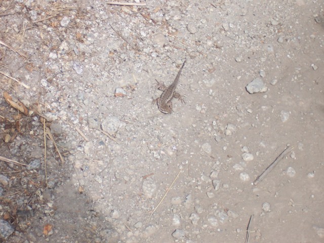 Keywords: lizard