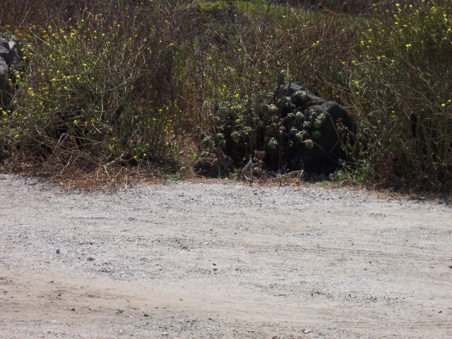 There's a rabbit in this picture.  Can you see it?
