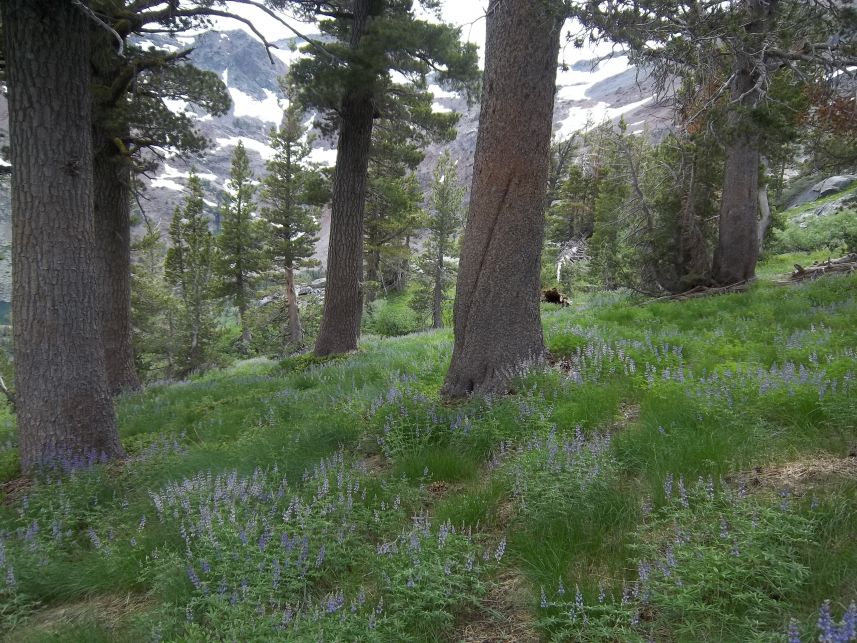 Keywords: Desolation Wilderness