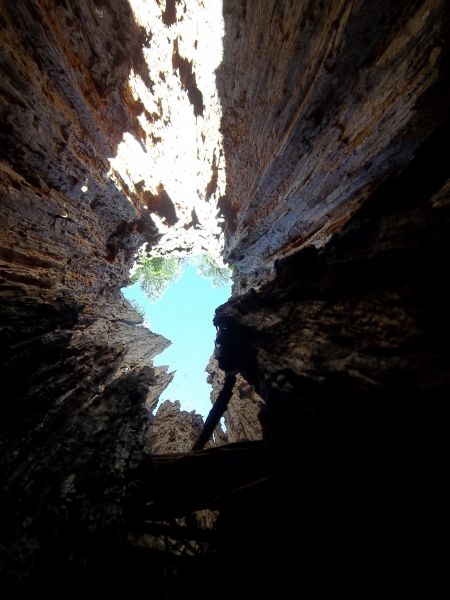 Inside A Dead Tree
Keywords: dead tree French Meadows
