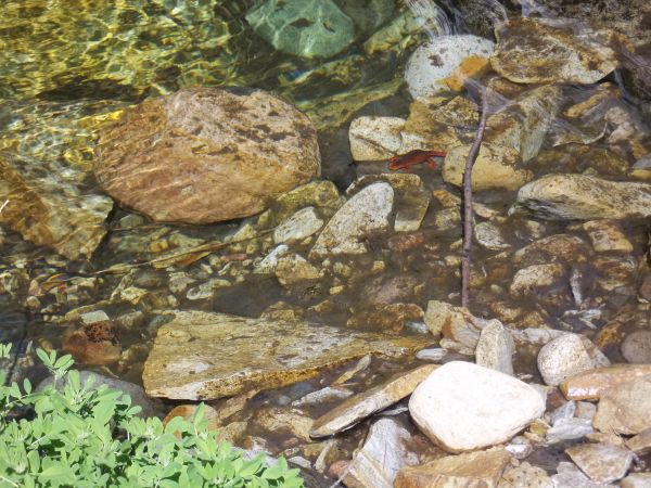 Salamander
Keywords: salamander