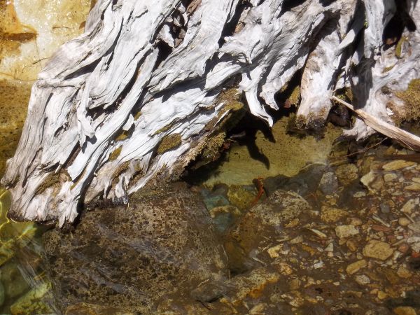 Keywords: salamander