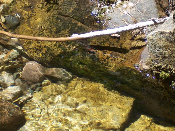 Keywords: salamander