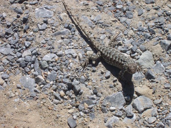 Lizard
Keywords: lizard