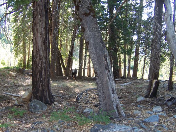 Cow In Forest Near Hell Hole
Keywords: cow