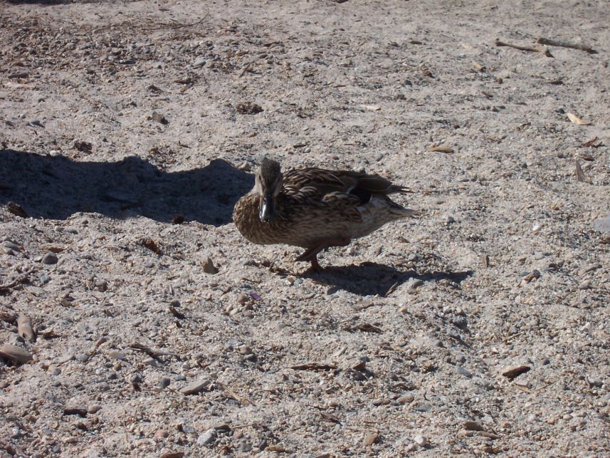 Keywords: Lake Tahoe Sugar Pine Mallard