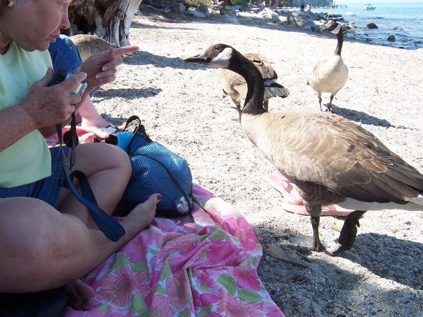 Keywords: Lake Tahoe Sugar Pine Margaret Canadian Geese