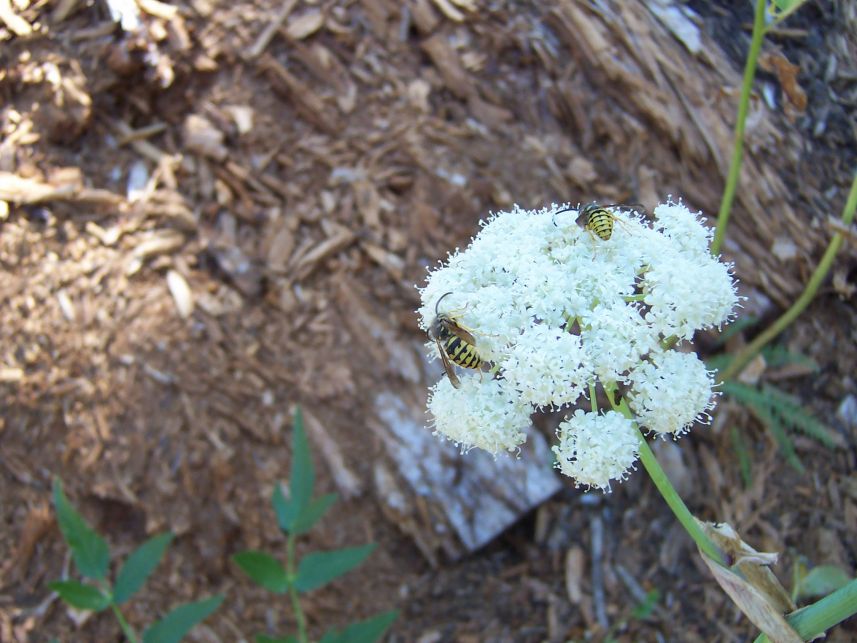 Bees
Keywords: bees