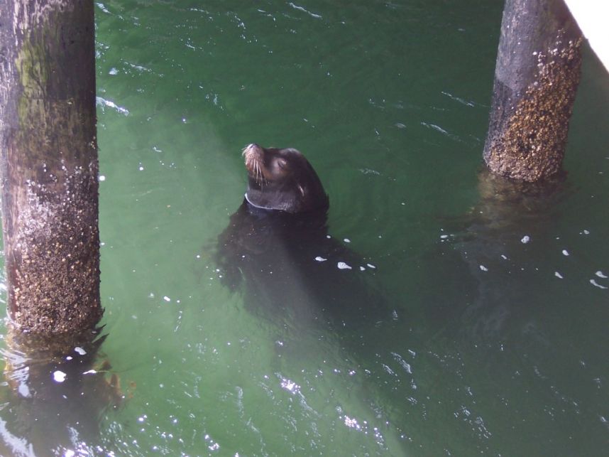 Keywords: seal