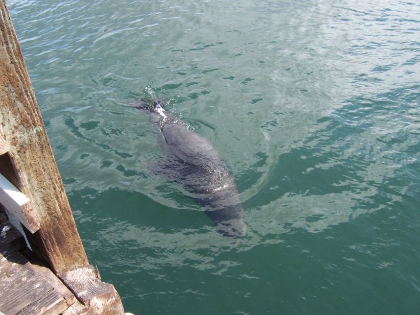 Keywords: seal