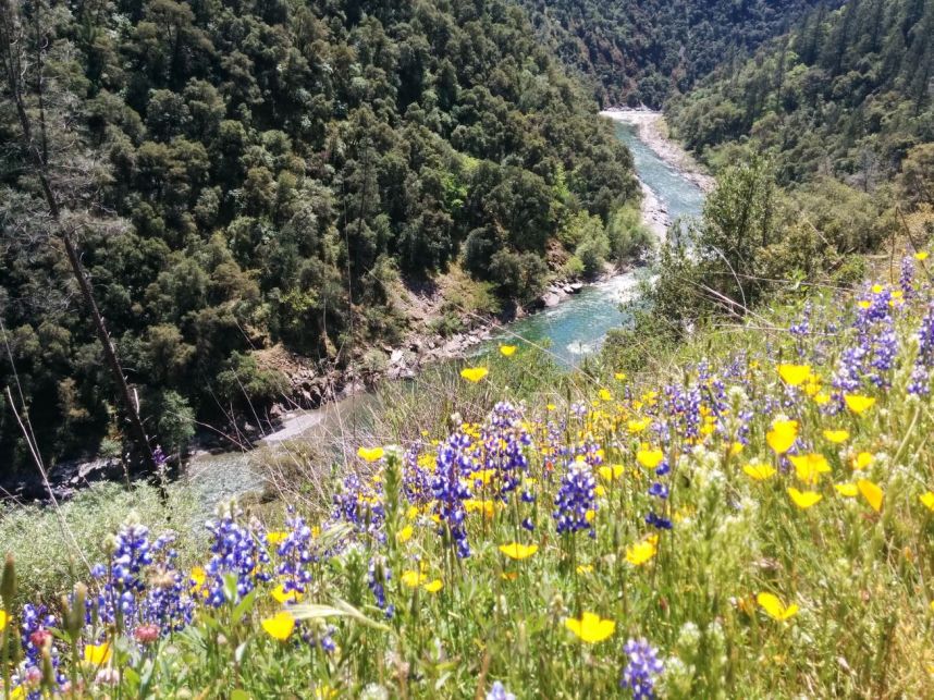 Wildflowers
Keywords: Stevens Trail wildflowers