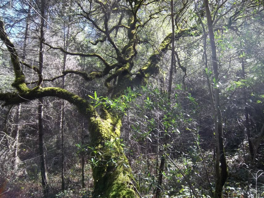 Keywords: Wendell T. Robie Trail