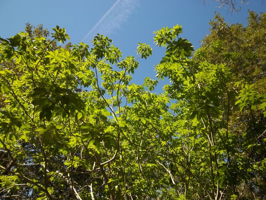 Keywords: Wendell T. Robie Trail