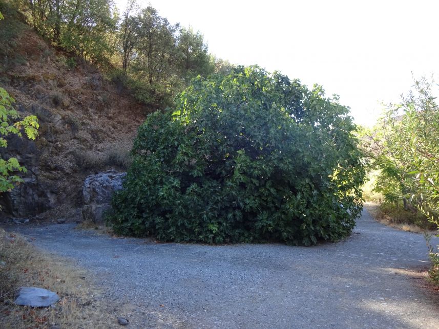 Fig Tree 3
Keywords: Auburn SRA fig tree Quarry Trail